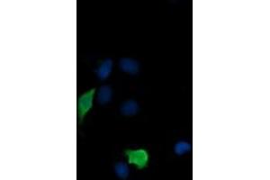 Image no. 3 for anti-Mitogen-Activated Protein Kinase Kinase 3 (MAP2K3) antibody (ABIN1499412) (MAP2K3 anticorps)
