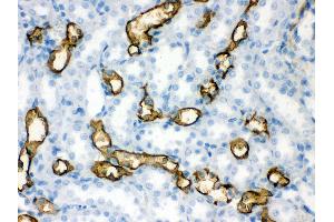 Anti- Aquaporin 1 Picoband antibody, IHC(P) IHC(P): Rat Kidney Tissue (Aquaporin 1 anticorps  (C-Term))
