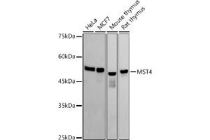 Western blot analysis of extracts of various cell lines, using MST4 antibody (ABIN7270230) at 1:1000 dilution. (STK26/MST4 anticorps)