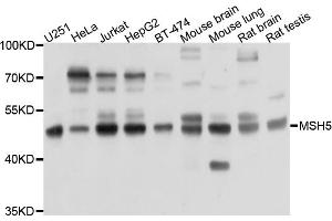 Western blot analysis of extracts of various cell lines, using PRKAR1B antibody (ABIN6003823) at 1/1000 dilution. (PRKAR1B anticorps)
