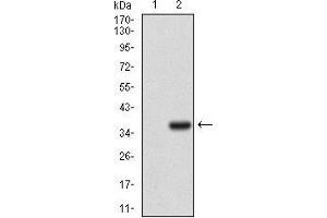 Western blot analysis using IL3RA mAb against HEK293 (1) and IL3RA (AA: 200-305)-hIgGFc transfected HEK293 (2) cell lysate. (IL3RA anticorps  (AA 200-305))