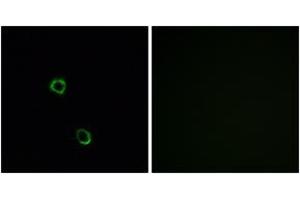 Immunofluorescence (IF) image for anti-Olfactory Receptor, Family 2, Subfamily M, Member 5 (OR2M5) (AA 281-330) antibody (ABIN2890987) (OR2M5 anticorps  (AA 281-330))