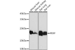 Western blot analysis of extracts of various cell lines, using PERP Rabbit mAb (ABIN7270861) at 1:1000 dilution. (PERP anticorps)