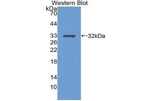 Western Blotting (WB) image for anti-Integrin alpha 1 (ITGA1) (AA 125-366) antibody (ABIN1868763) (Integrin alpha 1 anticorps  (AA 125-366))