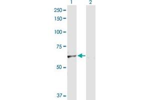 Western Blot analysis of SLC40A1 expression in transfected 293T cell line by SLC40A1 MaxPab polyclonal antibody.
