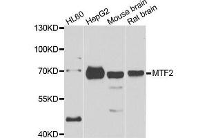 Western blot analysis of extracts of various cell lines, using MTF2 antibody. (MTF2 anticorps  (AA 1-190))