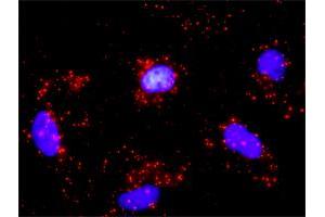 Proximity Ligation Analysis of protein-protein interactions between CDK4 and CDKN1B.
