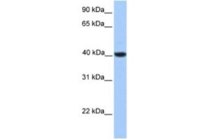 Western Blotting (WB) image for anti-Nuclear Receptor Subfamily 2, Group F, Member 2 (NR2F2) antibody (ABIN2463822) (NR2F2 anticorps)