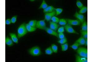 Immunofluorescence staining of Hela cells with ABIN7152094 at 1:166, counter-stained with DAPI.