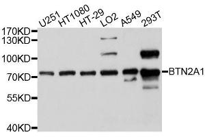 Western blot analysis of extracts of various cell lines, using BTN2A1 antibody. (BTN2A1 anticorps  (AA 30-240))