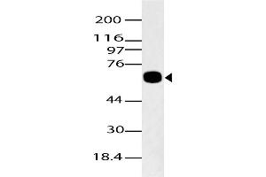 Image no. 1 for anti-K(lysine) Acetyltransferase 5 (KAT5) (AA 300-500) antibody (ABIN5027564) (KAT5 anticorps  (AA 300-500))