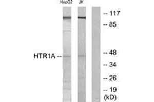 Western blot analysis of extracts from HepG2/Jurkat cells, using 5-HT-1A Antibody. (Serotonin Receptor 1A anticorps  (AA 291-340))