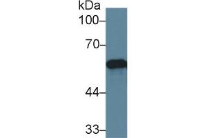 Western Blot; Sample: Human Lung lysate; Primary Ab: 2µg/ml Rabbit Anti-Human PDIA3 Antibody Second Ab: 0.
