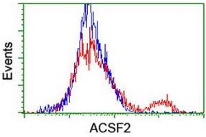 HEK293T cells transfected with either RC204368 overexpress plasmid (Red) or empty vector control plasmid (Blue) were immunostained by anti-ACSF2 antibody (ABIN2455778), and then analyzed by flow cytometry. (ACSF2 anticorps)