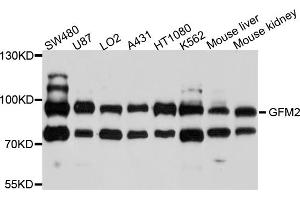Western blot analysis of extracts of various cell lines, using GFM2 antibody (ABIN4903758) at 1:1000 dilution. (GFM2 anticorps)