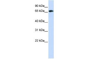 WDR21A antibody used at 1 ug/ml to detect target protein. (DCAF4 anticorps  (Middle Region))
