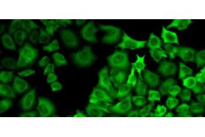 Immunofluorescence analysis of U2OS cells using HSP90AA1 Polyclonal Antibody (HSP90AA1 anticorps)