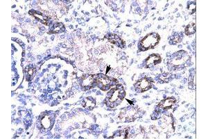 Image no. 3 for anti-PRKC, Apoptosis, WT1, Regulator (PAWR) (AA 212-261) antibody (ABIN202286)