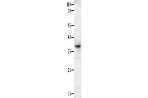 Gel: 10 % SDS-PAGE, Lysate: 40 μg, Lane: Mouse intestinum tenue tissue, Primary antibody: ABIN7190854(GPR6 Antibody) at dilution 1/250, Secondary antibody: Goat anti rabbit IgG at 1/8000 dilution, Exposure time: 2 minutes (GPR6 anticorps)
