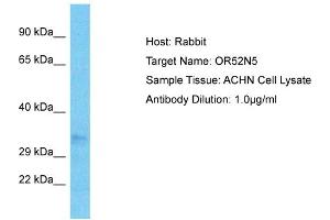Host: Rabbit Target Name: OR52N5 Sample Type: ACHN Whole Cell lysates Antibody Dilution: 1. (OR52N5 anticorps  (C-Term))