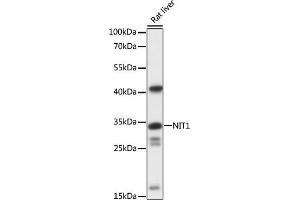 Western blot analysis of extracts of rat liver, using NIT1 antibody (ABIN7268923) at 1:1000 dilution. (Nitrilase 1 anticorps  (AA 1-150))