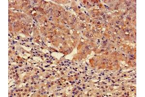 Immunohistochemistry of paraffin-embedded human adrenal gland tissue using ABIN7153167 at dilution of 1:100 (FFAR3 anticorps  (AA 280-346))