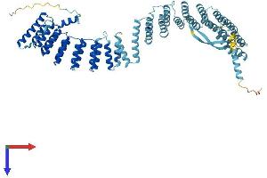 AlphaFold protein structure predicition of Mouse Recombinant Crnkl1 Protein, UniprotID P63154