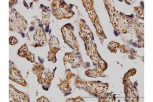 Immunoperoxidase of monoclonal antibody to MAPK3 on formalin-fixed paraffin-embedded human placenta.