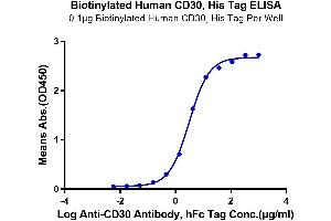 Immobilized Biotinylated Human CD30 at 0.