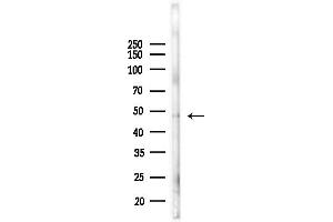 anti-Ret Finger Protein-Like 2 (RFPL2) (Internal Region) antibody