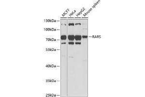 Western blot analysis of extracts of various cell lines, using RARS antibody (ABIN6127449, ABIN6146708, ABIN6146709 and ABIN6221913) at 1:1000 dilution. (RARS anticorps  (AA 1-300))