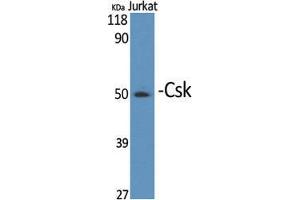 Western Blot (WB) analysis of specific cells using Csk Polyclonal Antibody. (CSK anticorps  (Ser280))