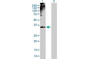 Western Blot analysis of MSI2 expression in transfected 293T cell line by MSI2 MaxPab polyclonal antibody. (MSI2 anticorps  (AA 1-328))