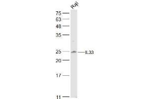 Raji lysates probed with IL33 Polyclonal Antibody, Unconjugated  at 1:500 dilution and 4˚C overnight incubation. (IL-33 anticorps  (AA 1-111))