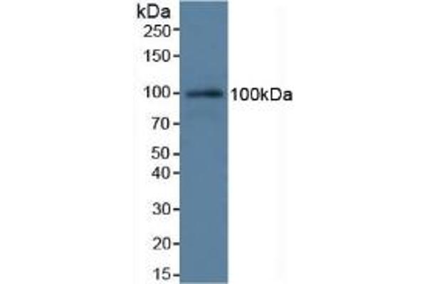 C7 antibody  (AA 1-144)