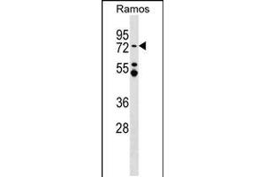 Western blot analysis in Ramos cell line lysates (35ug/lane). (MTA3 anticorps  (C-Term))