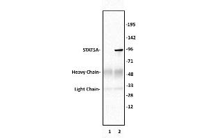 STAT5A antibody (pAb) tested by Immunoprecipitation. (STAT5A anticorps  (C-Term))
