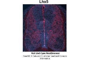 Sample Type : Embryonic mouse spinal cord Primary Antibody Dilution : 1:500 Secondary Antibody : Anti-rabbit-Cy3 Secondary Antibody Dilution : 1:1000 Color/Signal Descriptions : Red: Lhx5 Cyan: Nissl(Neurons) Gene Name : LHX5 Submitted by : Joshua R.