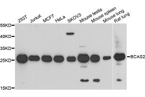 Western blot analysis of extracts of various cell lines, using BCAS2 antibody (ABIN5972469) at 1/1000 dilution.