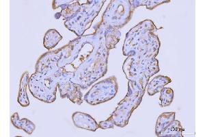 IHC analysis of Flotillin 2 using anti-Flotillin 2 antibody (ABIN7600242).