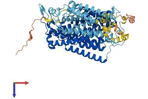 AlphaFold protein structure predicition of Mouse Recombinant Slc5a1 Protein, UniprotID Q8C3K6