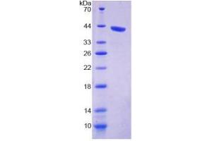 SDS-PAGE analysis of Mouse KIBRA Protein. (WWC1 Protéine)