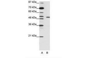 Image no. 2 for anti-Potassium Voltage-Gated Channel, Shaker-Related Subfamily, beta Member 2 (KCNAB2) (AA 121-170) antibody (ABIN203086) (KCNAB2 anticorps  (AA 121-170))