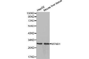 Western blot analysis of extracts of various cell lines, using MTND1 antibody. (MT-ND1 anticorps  (AA 1-100))