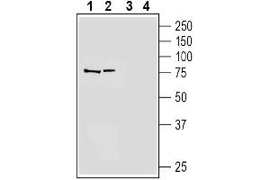 Western blot analysis of human  monocytic leukemia cell line lysate (lanes 1 and 3) and human  megakaryoblastic leukemia cell line lysate (lanes 2 and 4):1-2. (PTAFR anticorps  (Extracellular))