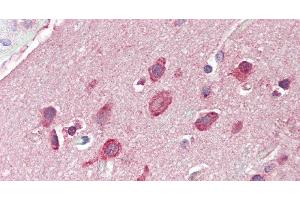 Immunohistochemistry of paraffin-embedded Brain, Cortex tissue using GRIN2C Polyclonal Antibody at dilution of 1:60. (GRIN2C anticorps)