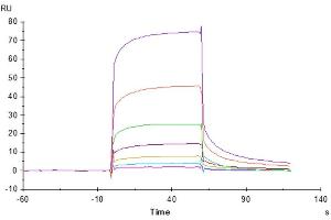 Anti-LILRB1 Antibody, hFc Tag captured on CM5 Chip via Protein A can bind Cynomolgus LILRB1, His Tag with an affinity constant of 5.