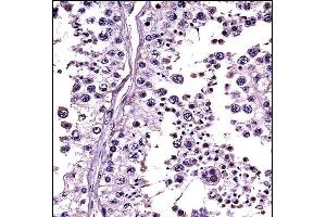 RLN1/RLN2 Antibody (C-term) ((ABIN657785 and ABIN2846759))immunohistochemistry analysis in formalin fixed and paraffin embedded human testis tissue followed by peroxidase conjugation of the secondary antibody and DAB staining. (RLN1,RLN2 anticorps  (C-Term))