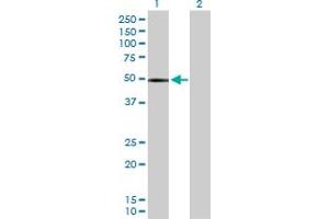 Western Blot analysis of CHIT1 expression in transfected 293T cell line by CHIT1 MaxPab polyclonal antibody. (Chitotriosidase 1 anticorps  (AA 1-466))