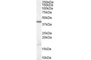 Western Blotting (WB) image for anti-Wingless-Type MMTV Integration Site Family, Member 3 (WNT3) (Internal Region) antibody (ABIN2466453) (WNT3 anticorps  (Internal Region))